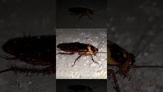 Cockroach insect cockroaches shorts صرصور [upl. by Lamrouex903]