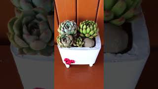 SUCCULENT ARRANGEMENT succulents shorts [upl. by Anselmo]