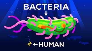 How Large Can a Bacteria get Life amp Size 3 [upl. by Morley]