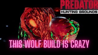 Wolf Never Slows Down  Predator Hunting Grounds [upl. by Torrin6]