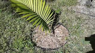 PS97  Palm in Ground with Two Leaves  Near Area C  February 25 2024 [upl. by Dunson216]