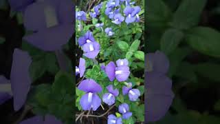 Nemesia Plants gardeningplants plants flowers shortvideo trending [upl. by Klotz]