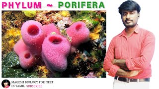 Chapter2 Kingdom Animalia  Phylum Porifera  Class 11  Neet Biology [upl. by Grote]