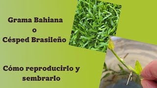 Te enseño cómo reproducir la grama bahiana o césped brasileño [upl. by Attenov]