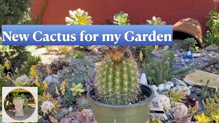 Planting Trichocereus Grandiflorus and Kalanchoe Blossfeldiana in my Garden [upl. by Rufus]