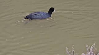 The Eurasian coot bird Ambarvale Australia [upl. by Aneleairam]