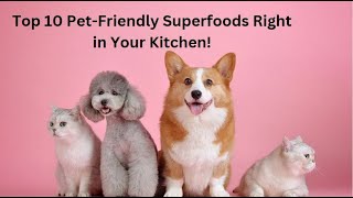 Top 10 Best Dog Foods from the Kitchen [upl. by Enyallij223]