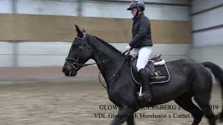 Glowee van de Molenberg Z VDL Glasgow vh Merelsnest x Cornet Obolensky mare °2019 BHT [upl. by Akirderf]