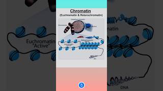 Chromatin  Euchromatin and Heterochromatin [upl. by Ettenahc133]