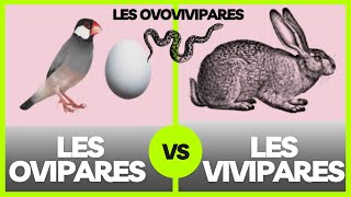 Les ovipares les vivipares et les ovovivipares  explication [upl. by Comyns]