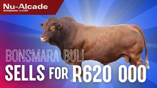 Thinus Maritz Boerdery sells top Bonsmara bull for R620 000 [upl. by Mailliwnhoj308]