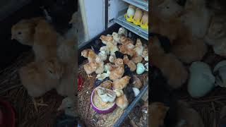 Hatching Day Baby Chicks Incubator baby animal raising chickens farming homestead sustainable [upl. by Salokkin170]