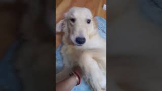 Sona গাড়ি চলে 🤩🥰subscribe goldendog viralvideo comedy puppy short reels [upl. by Crandell]