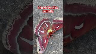 Ceanothus Silk Moth [upl. by Retha482]