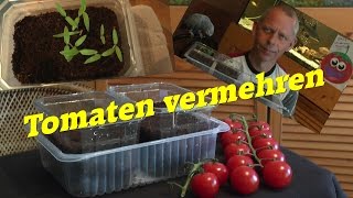 Tomaten durch eigene Samen vermehren geht das Ja [upl. by Anik]