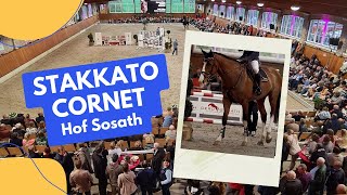 Springhengst STAKKATO CORNET  Hof Sosath Stakkato Gold x Cornet Obolensky x Arezzo [upl. by Hauser]