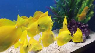 20 Yellow tangs in a 40 gallon tank [upl. by Tanney557]