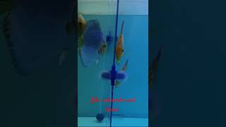 2 DISCUS FISH BREEDING PAIR ASDDISCUS [upl. by Atiuqad323]