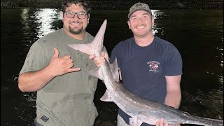 North Mississippi paddle fish [upl. by Leddy]