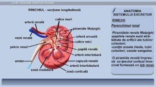 Lecția 31 Anatomia sistemului excretor [upl. by Akcimat820]