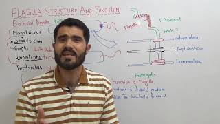 Bacterial Flagella structure and function and types of Bacteria on the basis of flagella Lec 7 [upl. by Nidraj200]