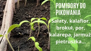 Pomidory do pikowaniakalafior jarmuż sałata brokuł kalarepa Rozsady w 2024 II [upl. by Koetke]