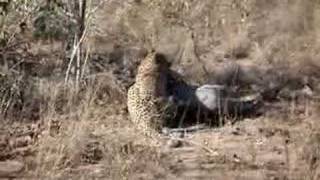 Leopard kills Warthog at Sabi Sands [upl. by Hurd]