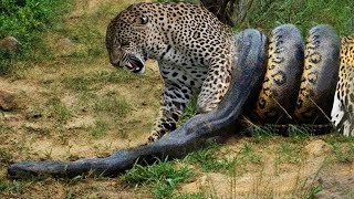 ¡Un LEOPARDO se encontró con un PIONERO Esto es lo que ocurrió a continuación [upl. by Campman617]