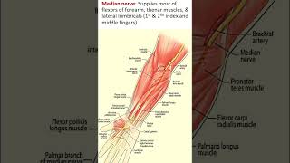 Klumpke’s Paralysis A Quick Overview shorts brachialplexusinjury brachialplexus [upl. by Grizel698]