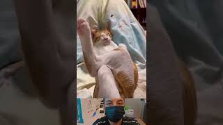 funny cats videos 😁 shorts funnycat funny [upl. by Fifi]