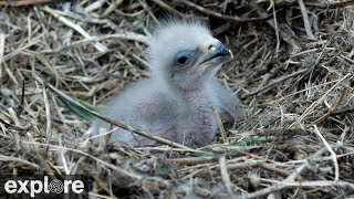 Two Harbors Bald Eagle Cam powered by EXPLOREorg [upl. by Key999]