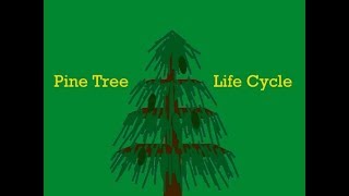 Pine Tree Conifer Life Cycle Animation By Deep Grewal deepysingh800 TeamTrees [upl. by Ahtreb]