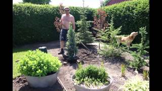 Planting  Picea Pungens Iseli Fastigiata [upl. by Gem]