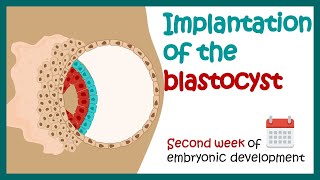 Implantation of the blastocyst  Week 2 of embryonic development  Developmental biology [upl. by Kohler674]