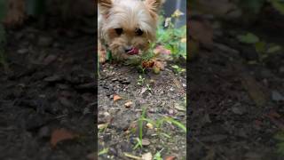 Lil’ Puff ❤️’s Strawberries 🍓 yorkie summertime strawberries cute pets [upl. by Mallory446]