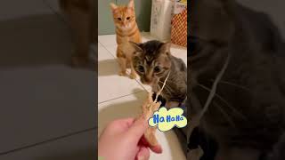 Cat videos 😸 New Funny Cats 2024 🙀 babycats Part 2481 [upl. by Brigid]