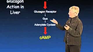 Glycogen Metabolism  Susan Taylor UCSDHHMI [upl. by Atcele288]