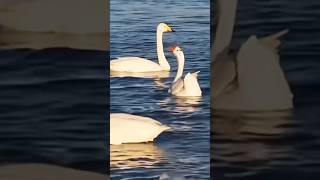 Goose raised among swans shortvideo rescue animals goose swans [upl. by Ger]