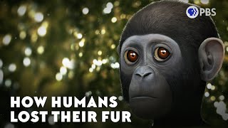 How Humans Lost Their Fur [upl. by Hctim211]