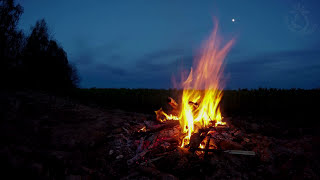 🔥 Campfire Ambience with Night Animals such as Owls and Crickets Made for Relaxation amp Sleep Enjoy [upl. by Schilling997]