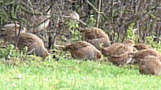 Perdix perdix  Grey partridge  Patrijs  Perdrix grise  Rebhuhn [upl. by Aneej]