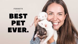 Why Ferrets are Best  Pros of Ferrets as Pets [upl. by Arun366]