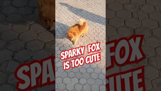 😱 Sparky Fox like Puppy  chipi chipi chapa chapa dubi dubi daba daba trending shorts cute puppy [upl. by Hancock836]