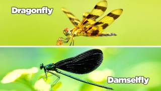 Dragonfly vs Damselfly  AskMDC [upl. by Lyrpa]