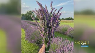 The bestsmelling festival Luckey Road Lavender Farm  Good Day on WTOL 11 [upl. by Aizitel]