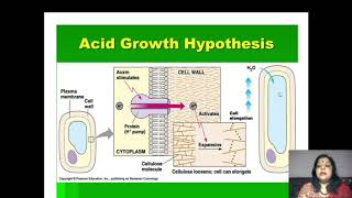 Auxin Growth Hormone Part 3 [upl. by Farnham]