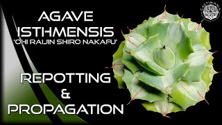 Repotting amp Propagating Agave Isthmensis Ohi Raijin Shiro Nakafu  Cactus amp Succulents [upl. by Aroz183]