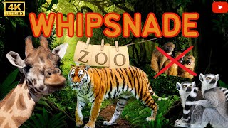 Whipsnade zoo New Monkey Forest opening 2024 [upl. by Laughlin]