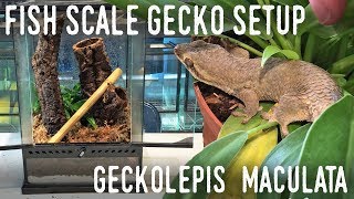 DIY ARBOREAL GECKO SETUP Giant Fish Scale Gecko Vivarium [upl. by Eirrod]