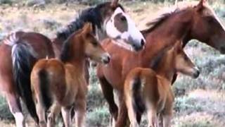 Os belos e selvagens cavalosselvagens Os majestosos Mustangs [upl. by Narol]